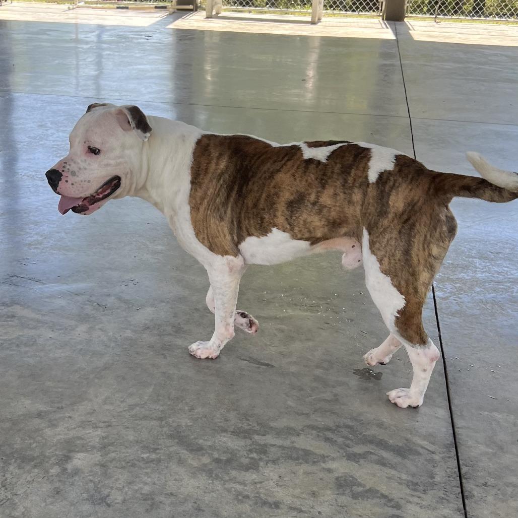 Enlarge Raja, a Adoptable Pit Bull Terrier in Columbus, NC image 4/6