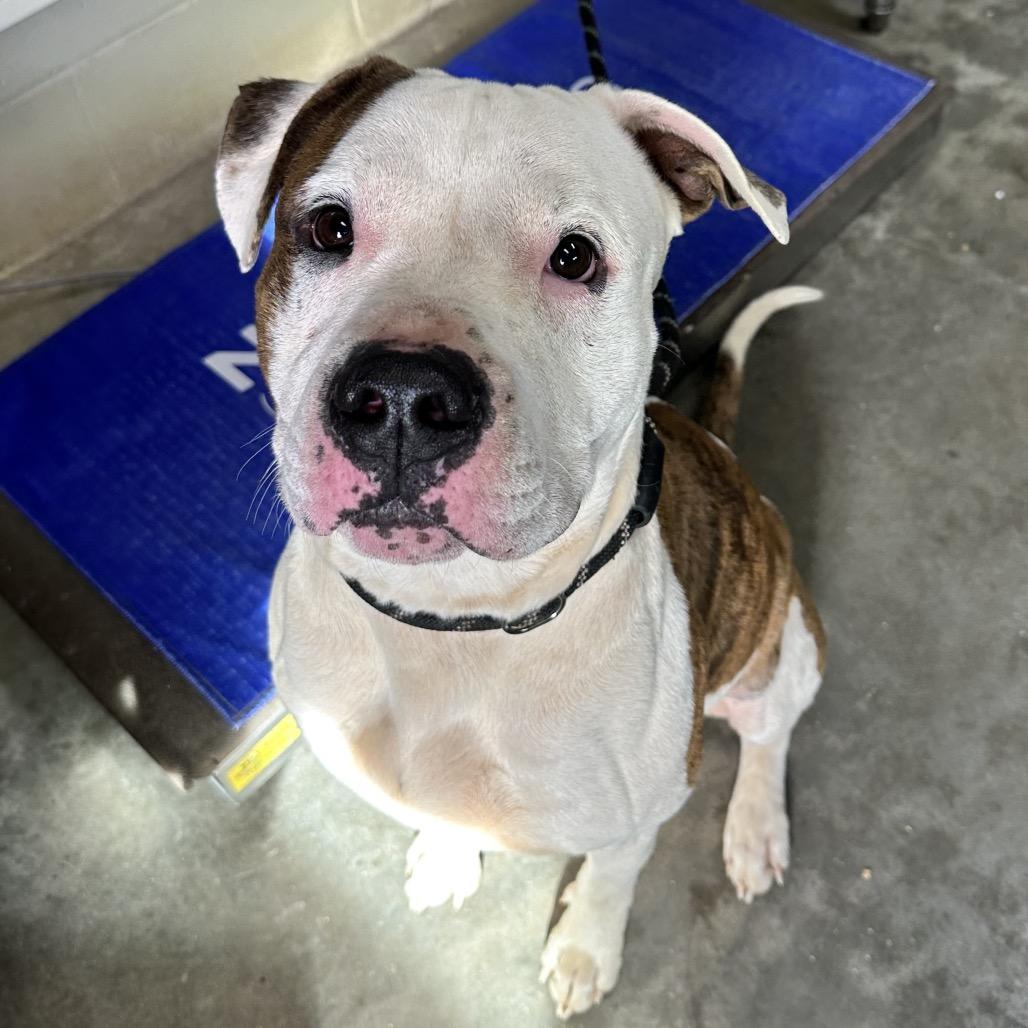 Enlarge Raja, a Adoptable Pit Bull Terrier in Columbus, NC image 4/6