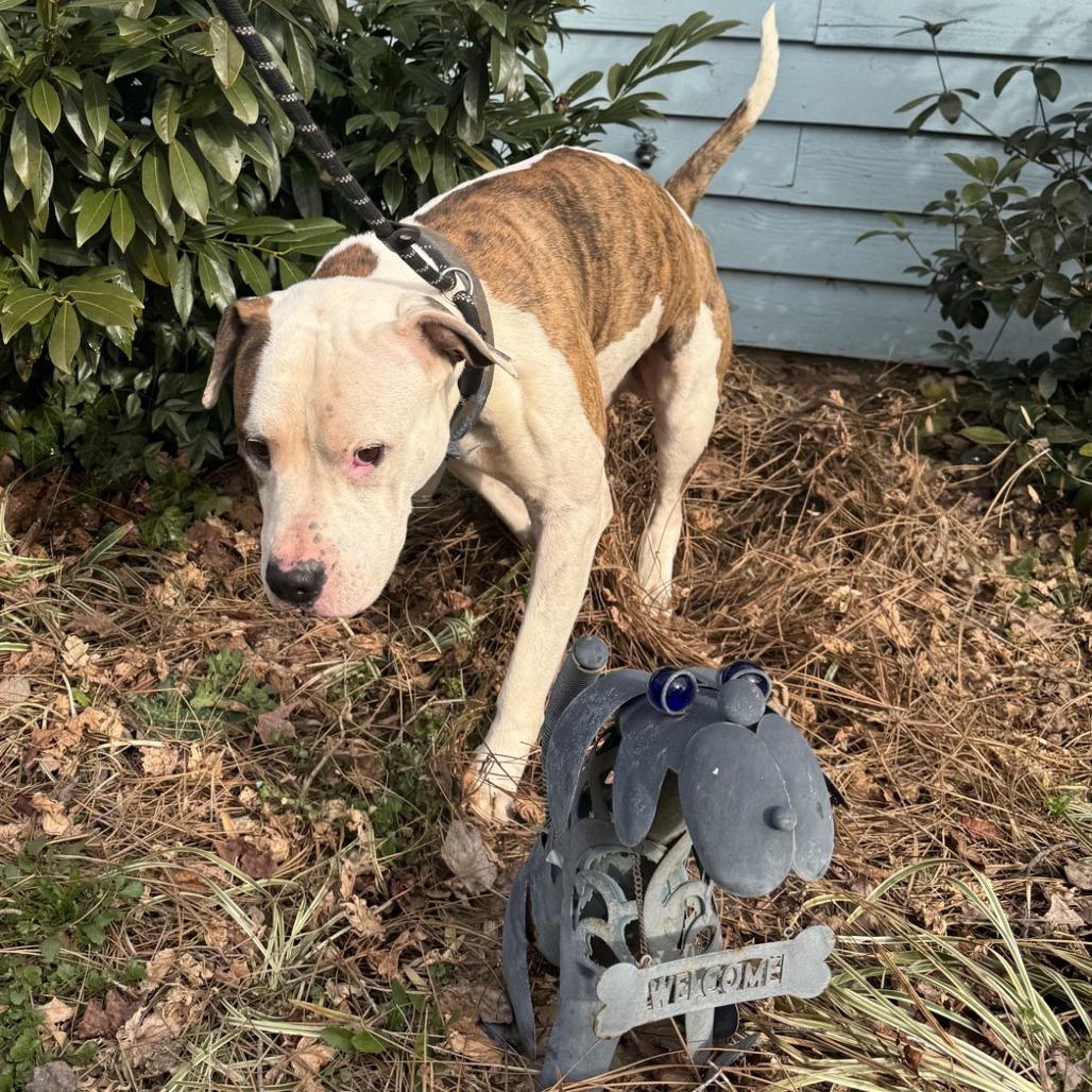 Enlarge Raja, a Adoptable Pit Bull Terrier in Columbus, NC image 5/6