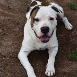 Enlarge Raja, a Adoptable Pit Bull Terrier in Columbus, NC image 6/6