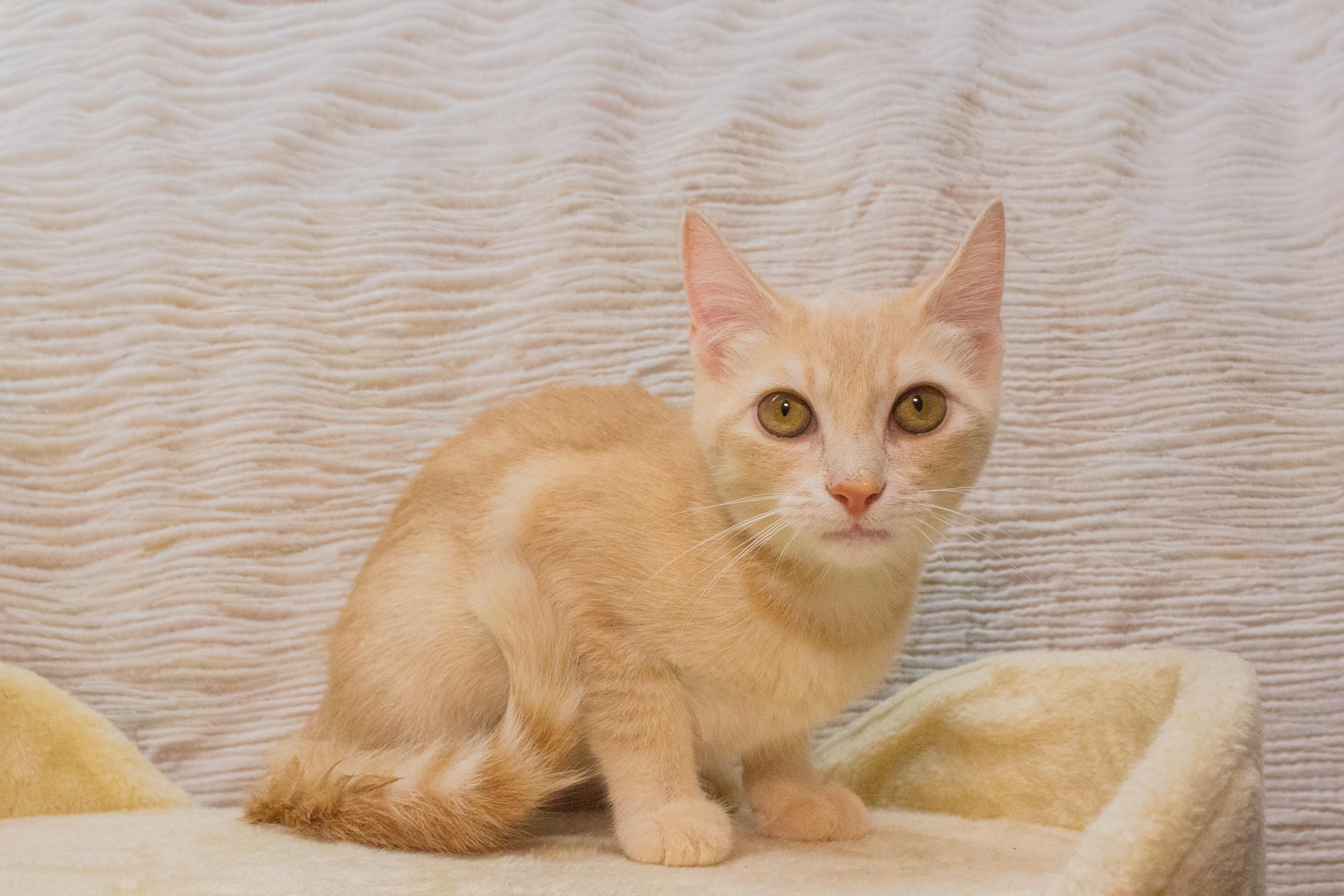 Peeps, ADOPTABLE, Kitten Female Domestic Short Hair.