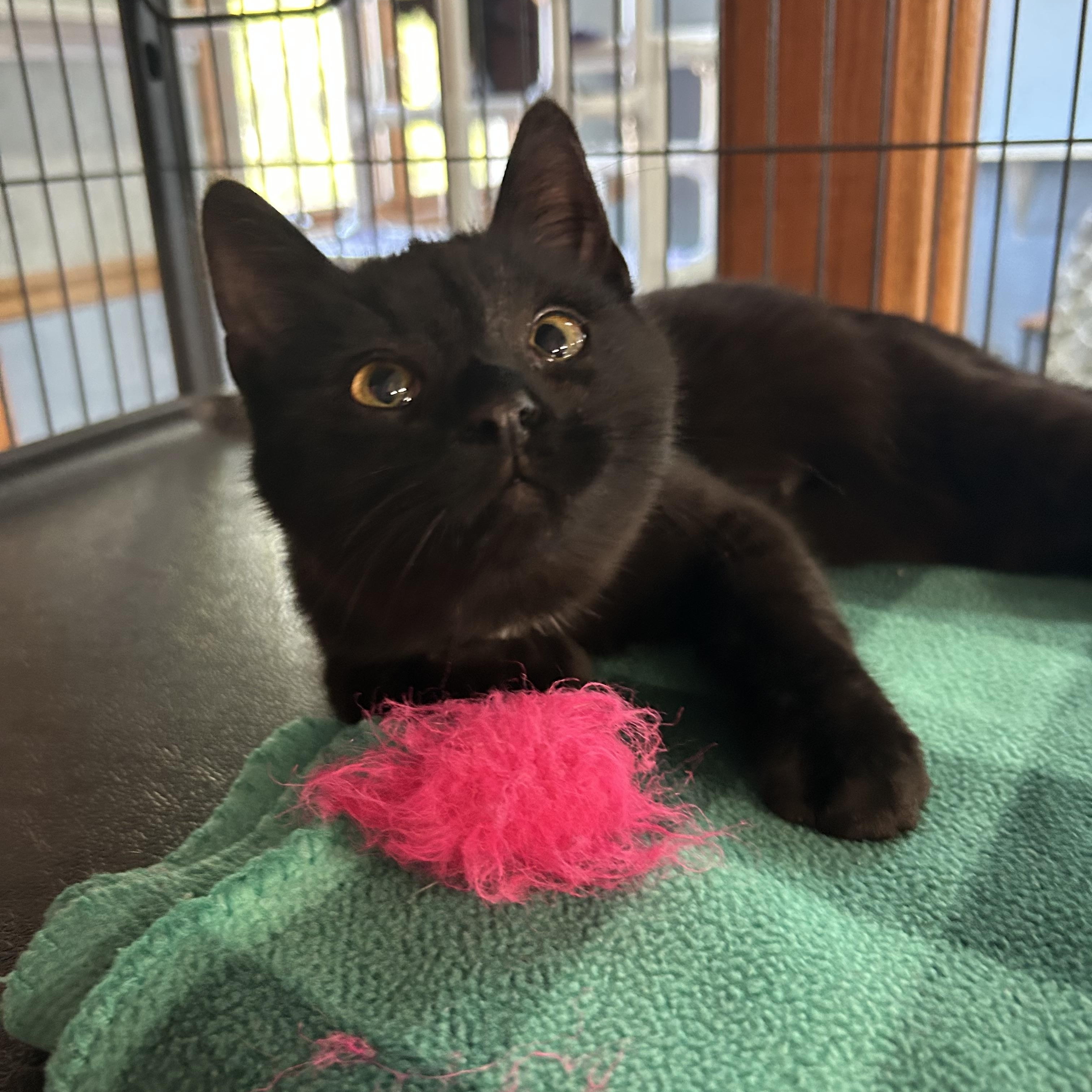 Pip, ADOPTABLE, Young Male Domestic Short Hair.