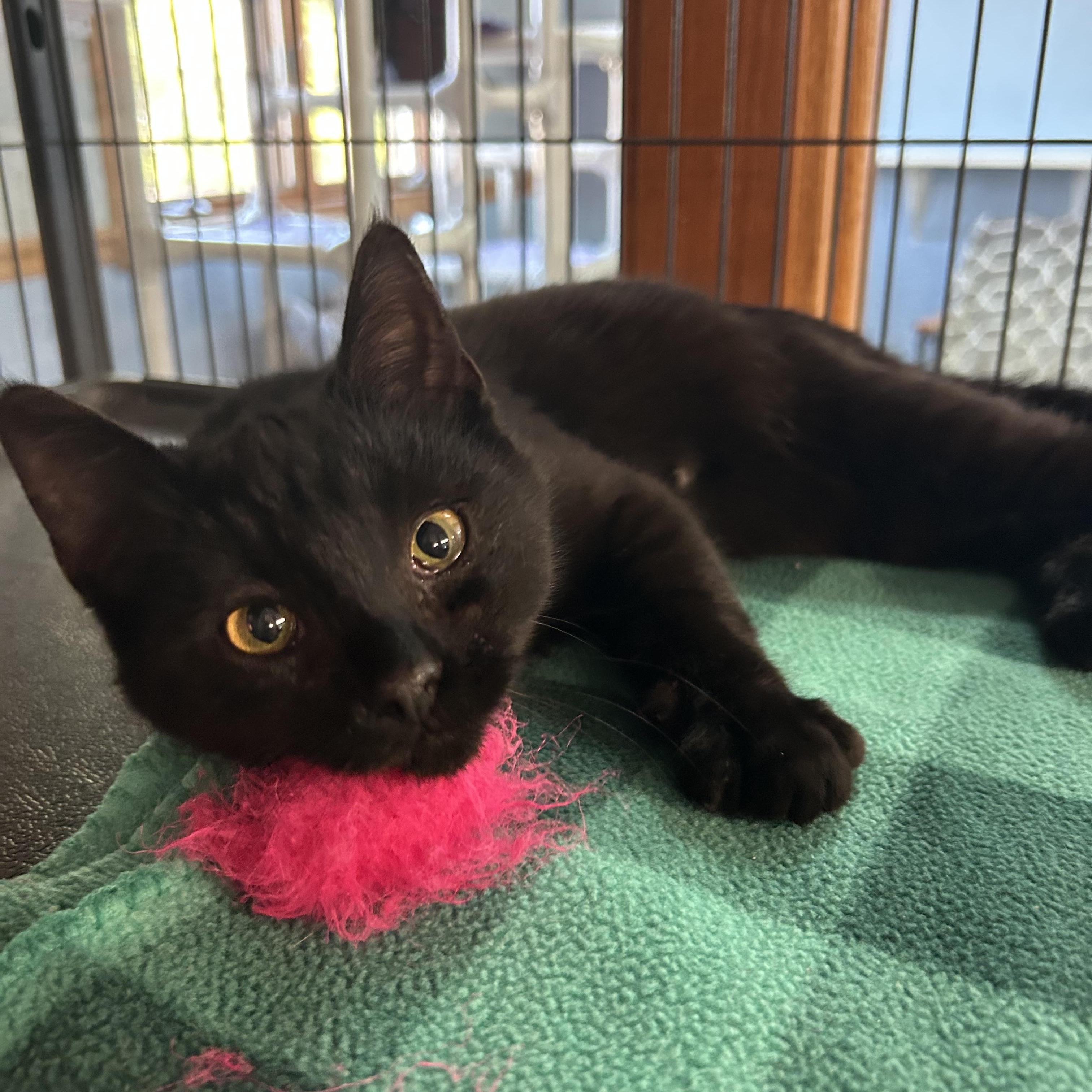 Enlarge Pip, a ADOPTABLE Domestic Short Hair in St. Clair, MI image 2/2