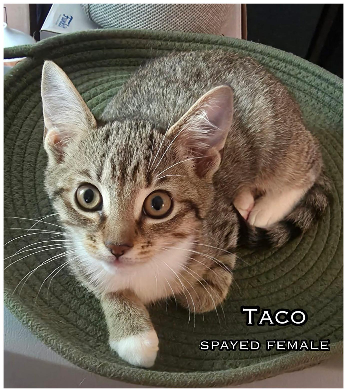 Taco
