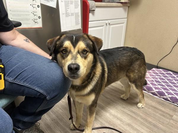 Enlarge Hagrid, a Adoptable mixed breed in Oceanside, CA image 1/1
