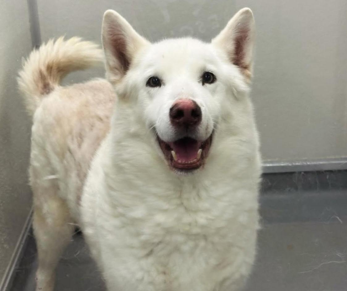 Enlarge Mouse #0716 (604), a Adoptable mixed breed in Victorville, CA image 1/2