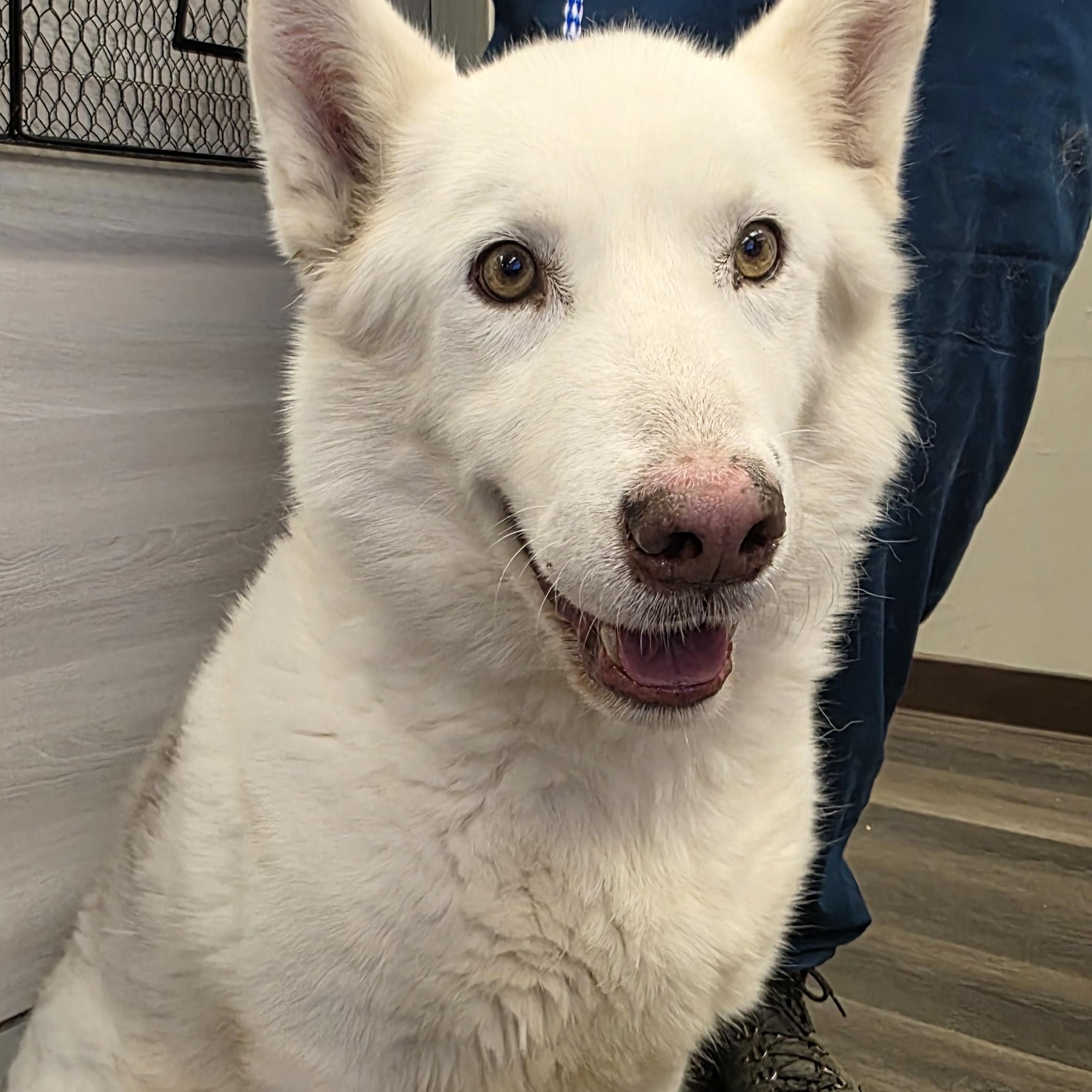 Enlarge Mouse #0716 (604), a Adoptable mixed breed in Victorville, CA image 2/2