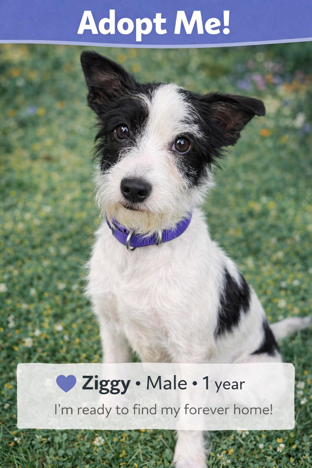 Ziggy , adopted, Puppy Male Wirehaired Terrier & Terrier.
