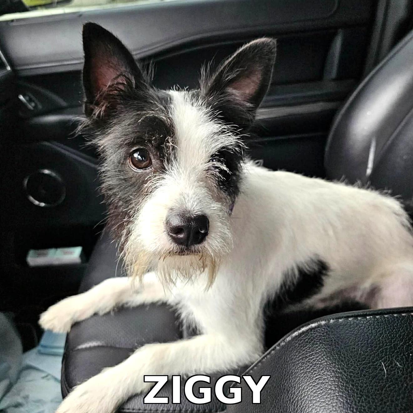 Enlarge Ziggy , an adopted mixed breed in Baton Rouge, LA image 2/2