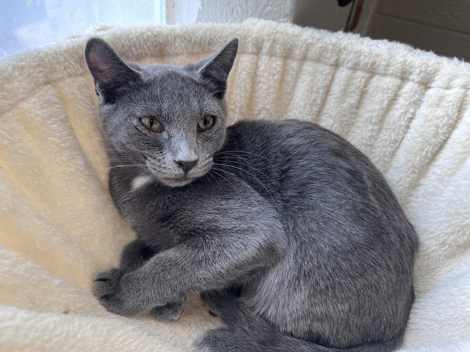 Woody, Adopted, Young Male Domestic Short Hair & Russian Blue.