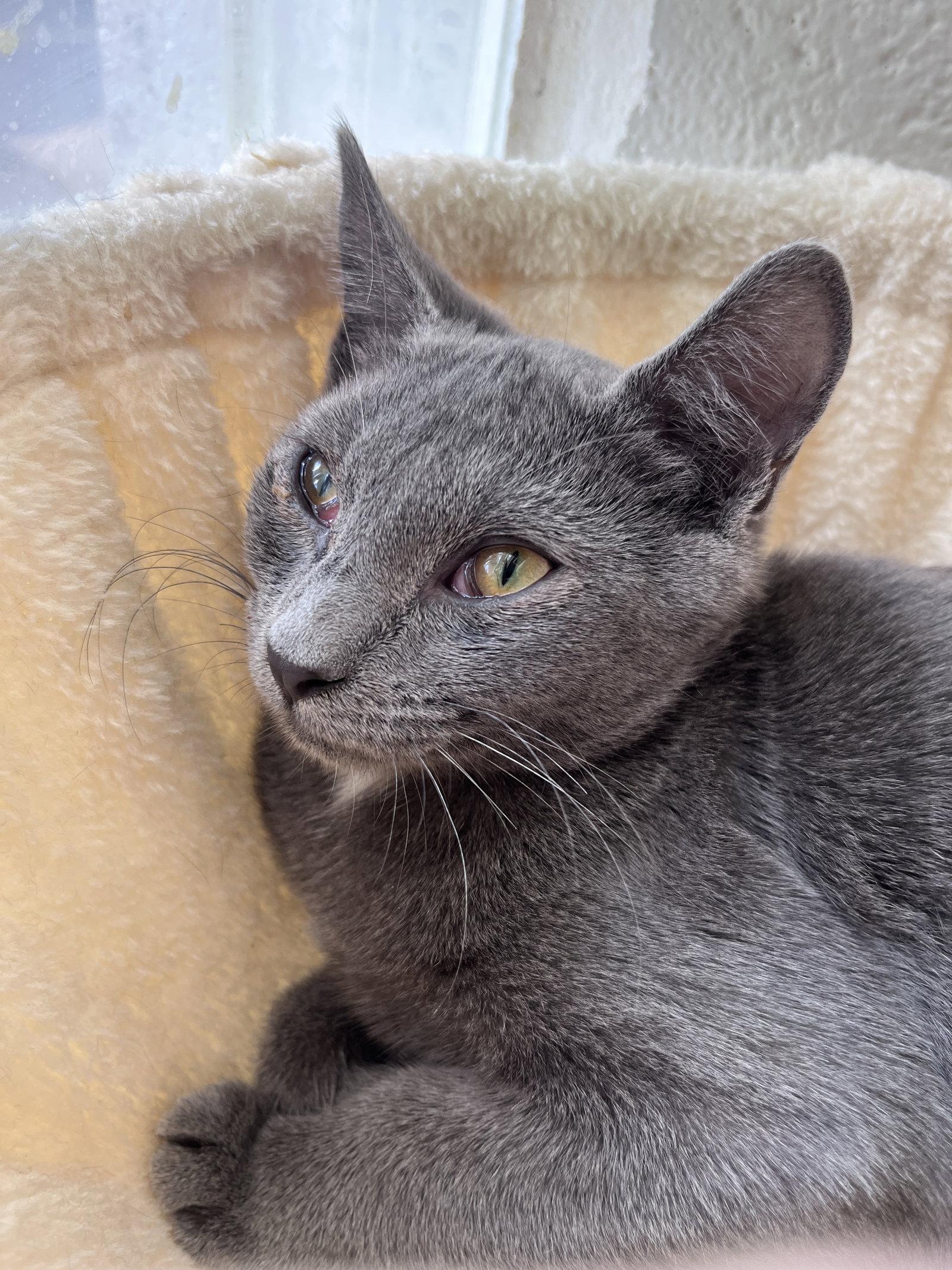 Enlarge Woody, a Adopted mixed breed in Carrollton, GA image 3/3