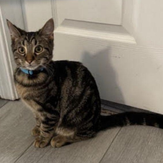 Bengal, a ADOPTABLE Domestic Short Hair in Roachdale, IN image 2/2