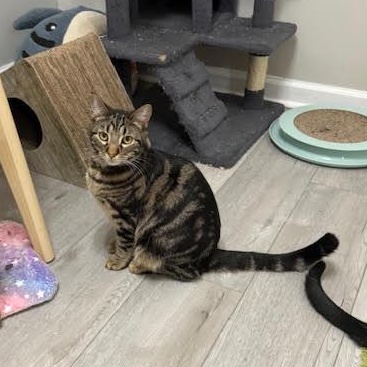 Bengal, a ADOPTABLE Domestic Short Hair in Roachdale, IN image 1/2