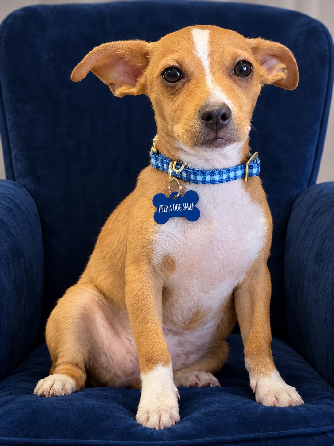 Enlarge Josh, a Adoptable Chihuahua in Glendale, AZ image 2/3