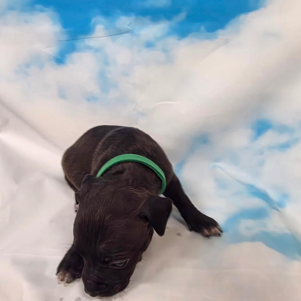 Enlarge Elvira, a ADOPTABLE mixed breed in North Bend, OR image 1/1