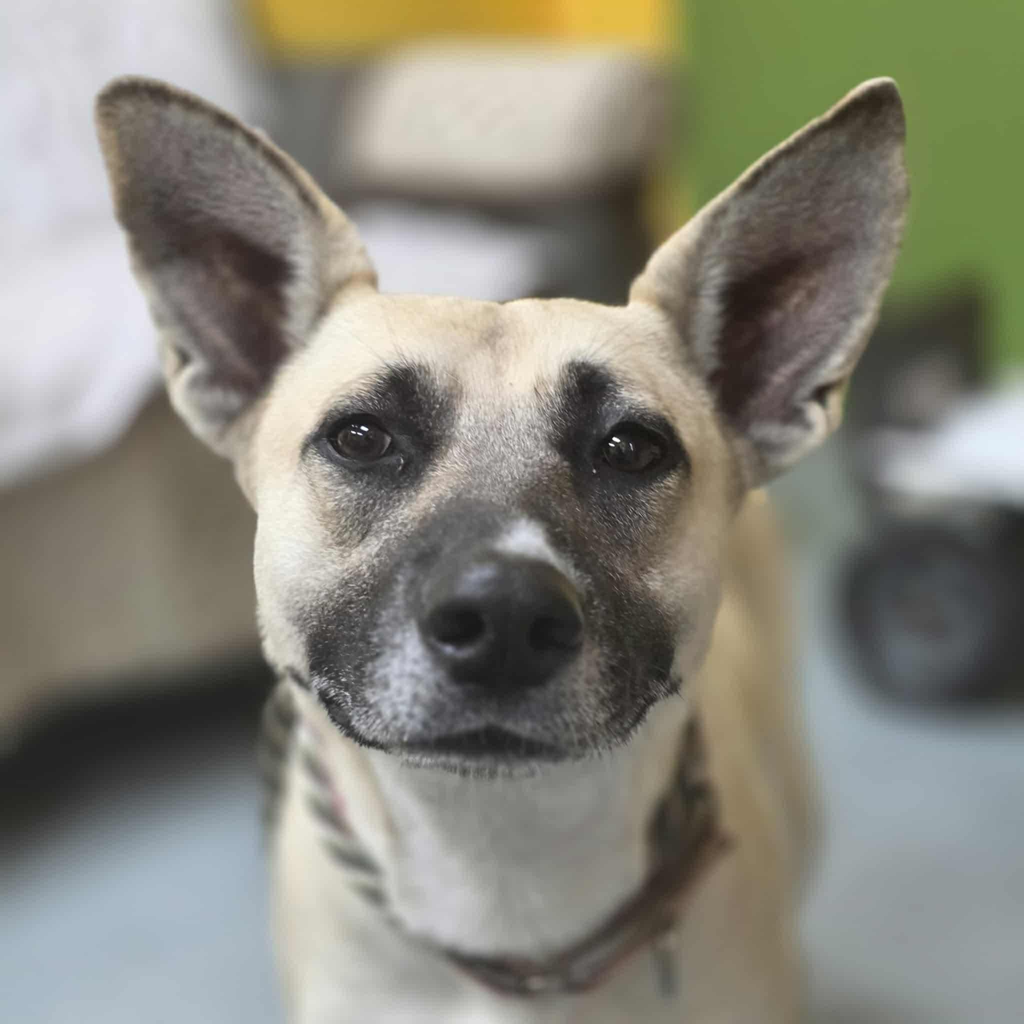 Daisy, ADOPTABLE, Young Female German Shepherd Dog & American Staffordshire Terrier.