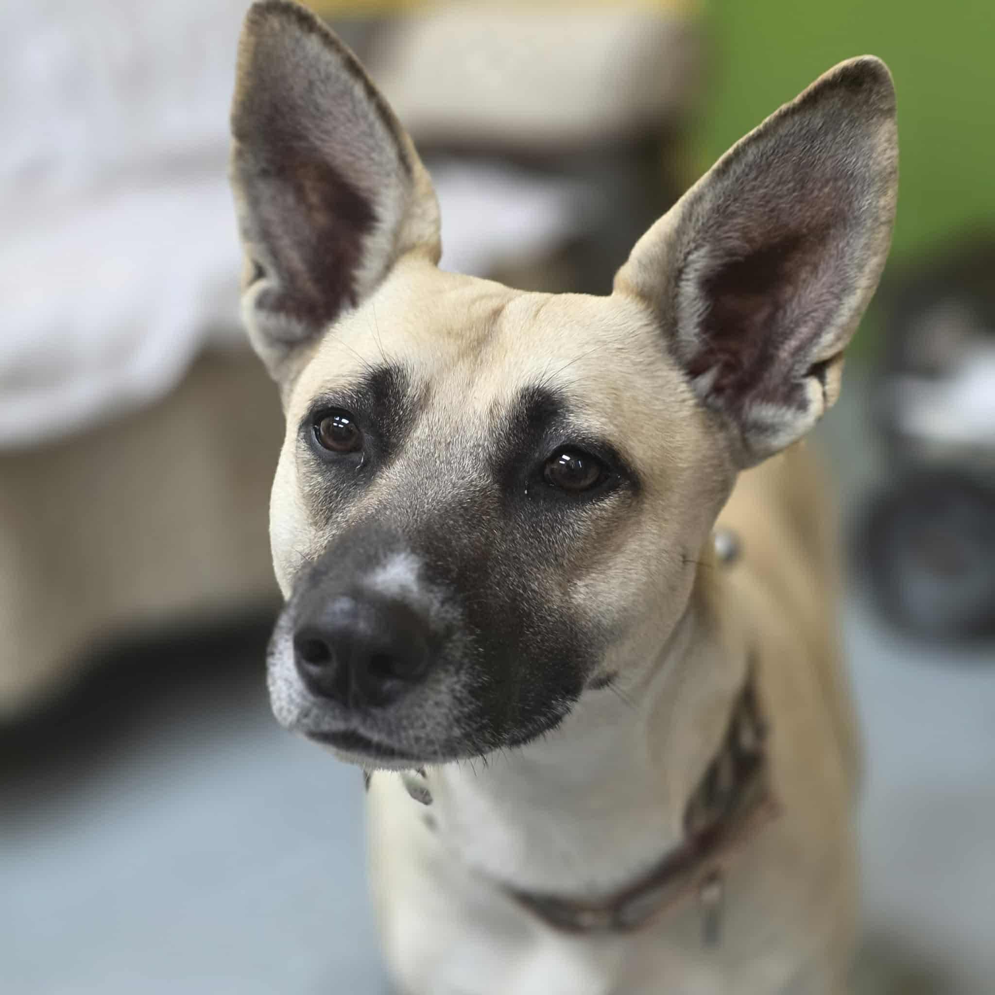 Enlarge Daisy, a ADOPTABLE mixed breed in Bishopville, SC image 3/3