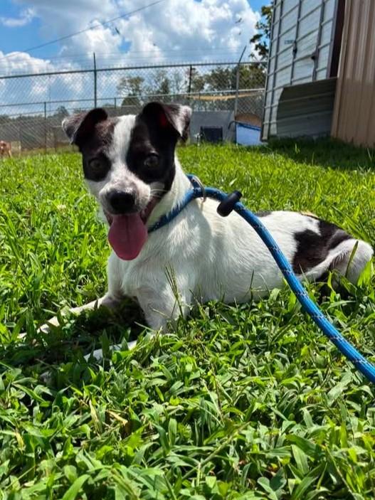 Pupperton, a ADOPTABLE mixed breed in Munfordville, KY image 1/2