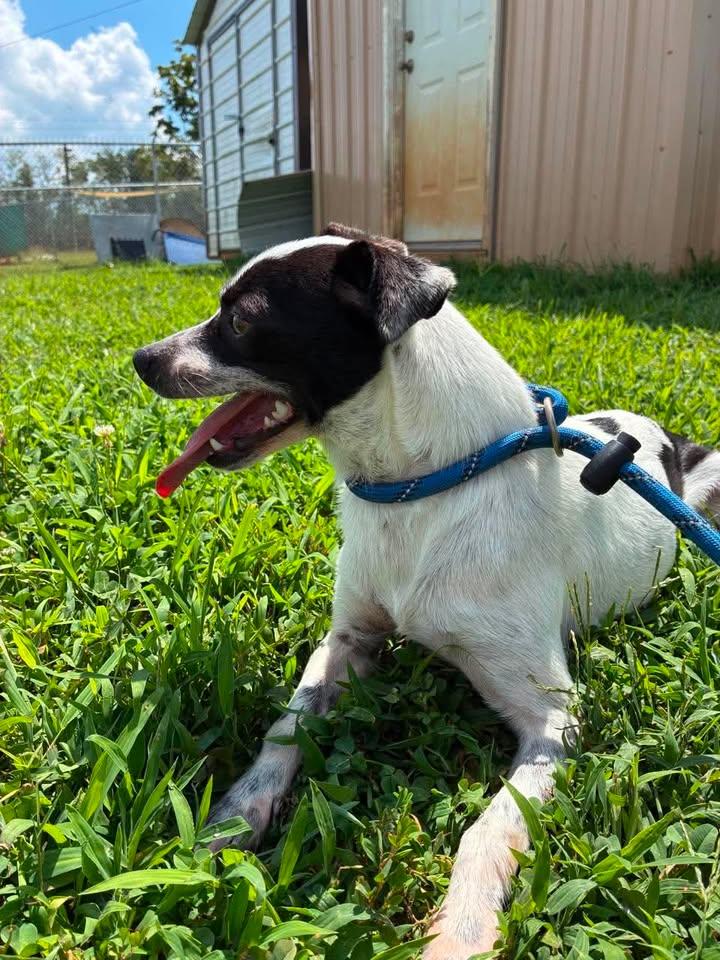 Pupperton, a ADOPTABLE mixed breed in Munfordville, KY image 2/2