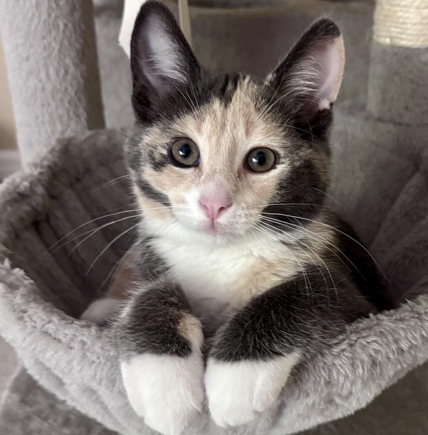 Enlarge Coco, an adopted mixed breed in Lake Orion, MI image 1/4