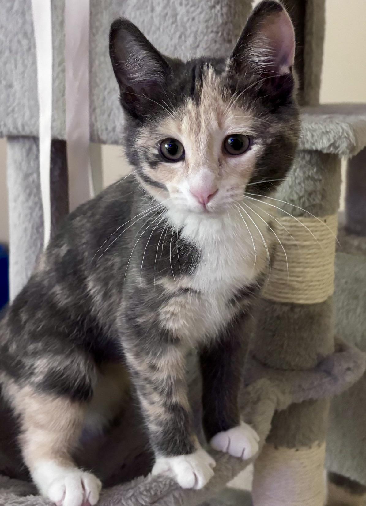 Enlarge Coco, an adopted mixed breed in Lake Orion, MI image 2/4