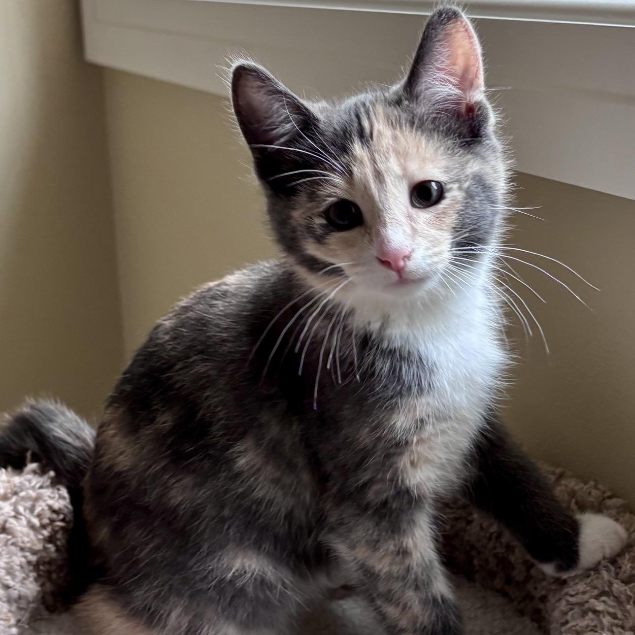 Enlarge Coco, an adopted mixed breed in Lake Orion, MI image 3/4
