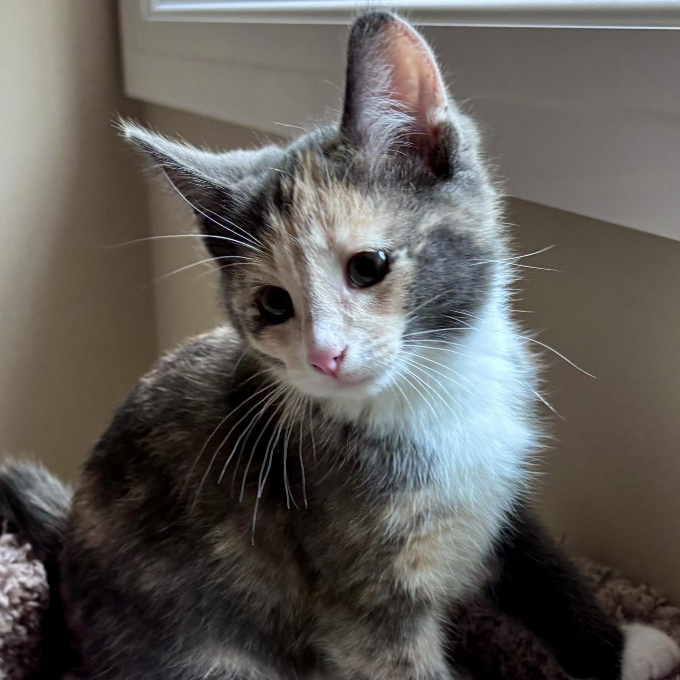 Enlarge Coco, an adopted mixed breed in Lake Orion, MI image 4/4