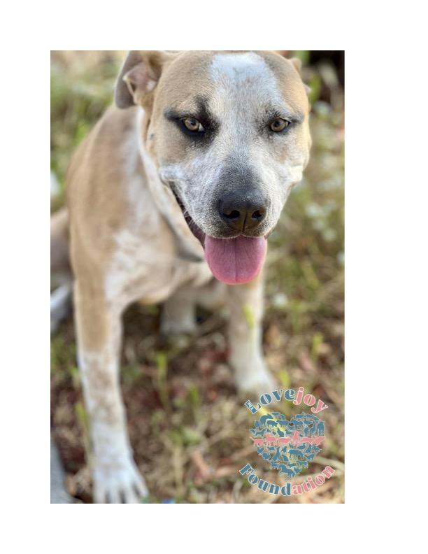 Maggie COH is a 10 month old spayed female Designer Bully Mix who came to us as an owner surrender