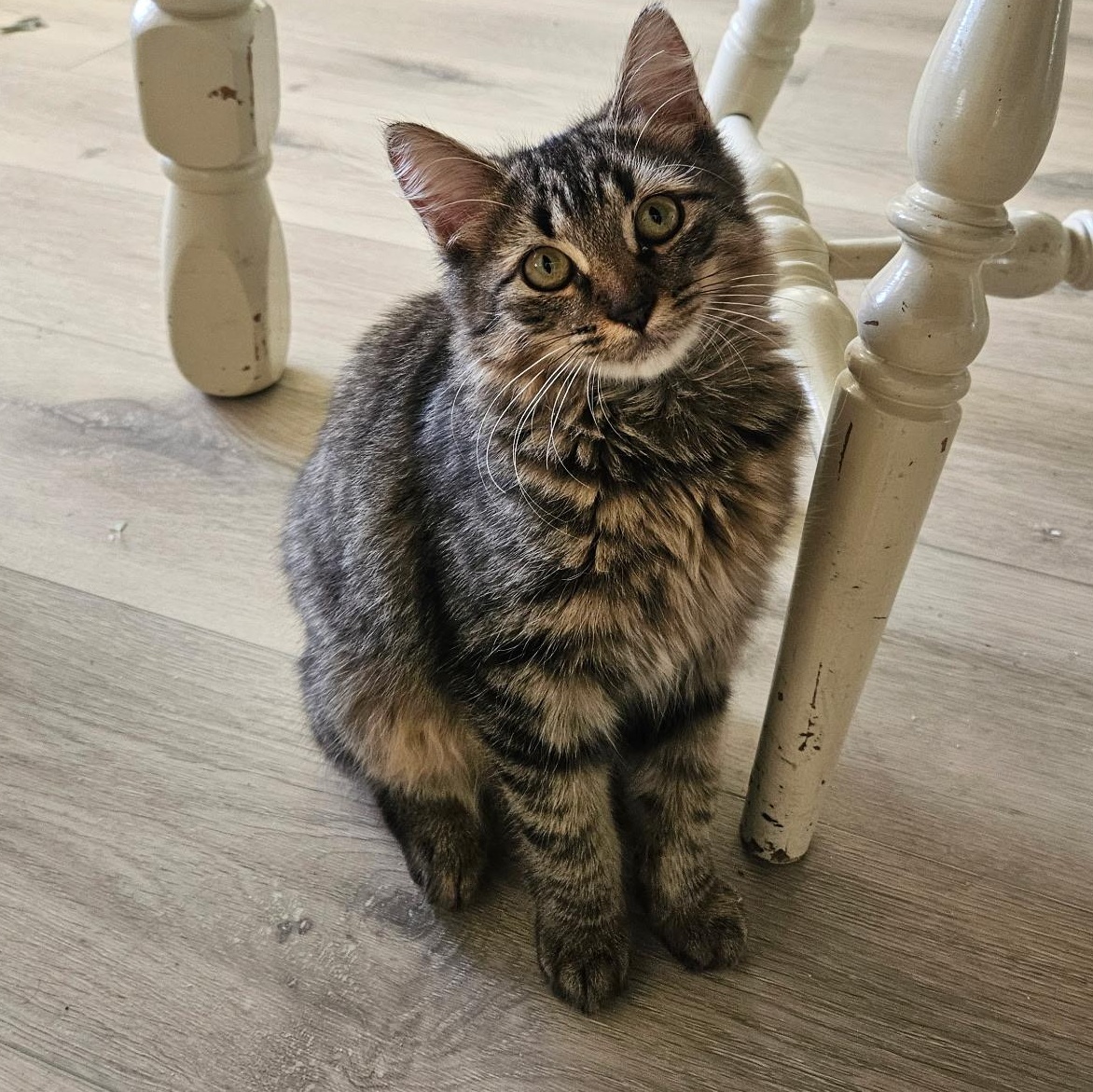 Lala, ADOPTABLE, Young Female American Shorthair.