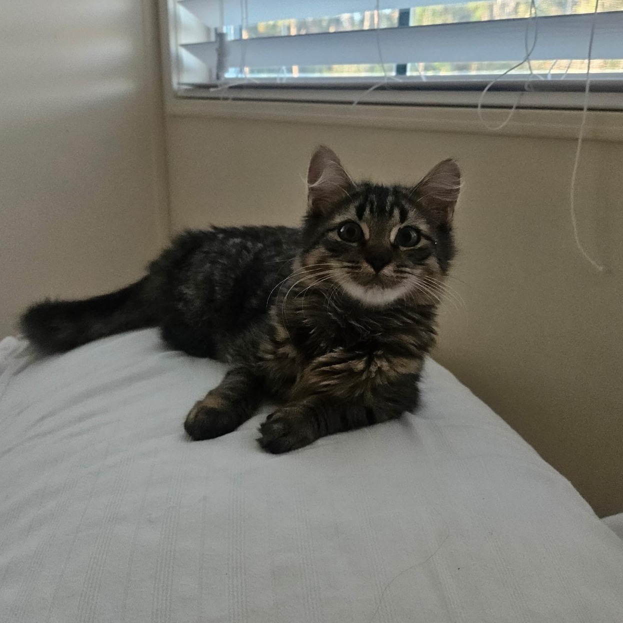 Enlarge Lala, a ADOPTABLE American Shorthair in Fort Myers, FL image 2/3