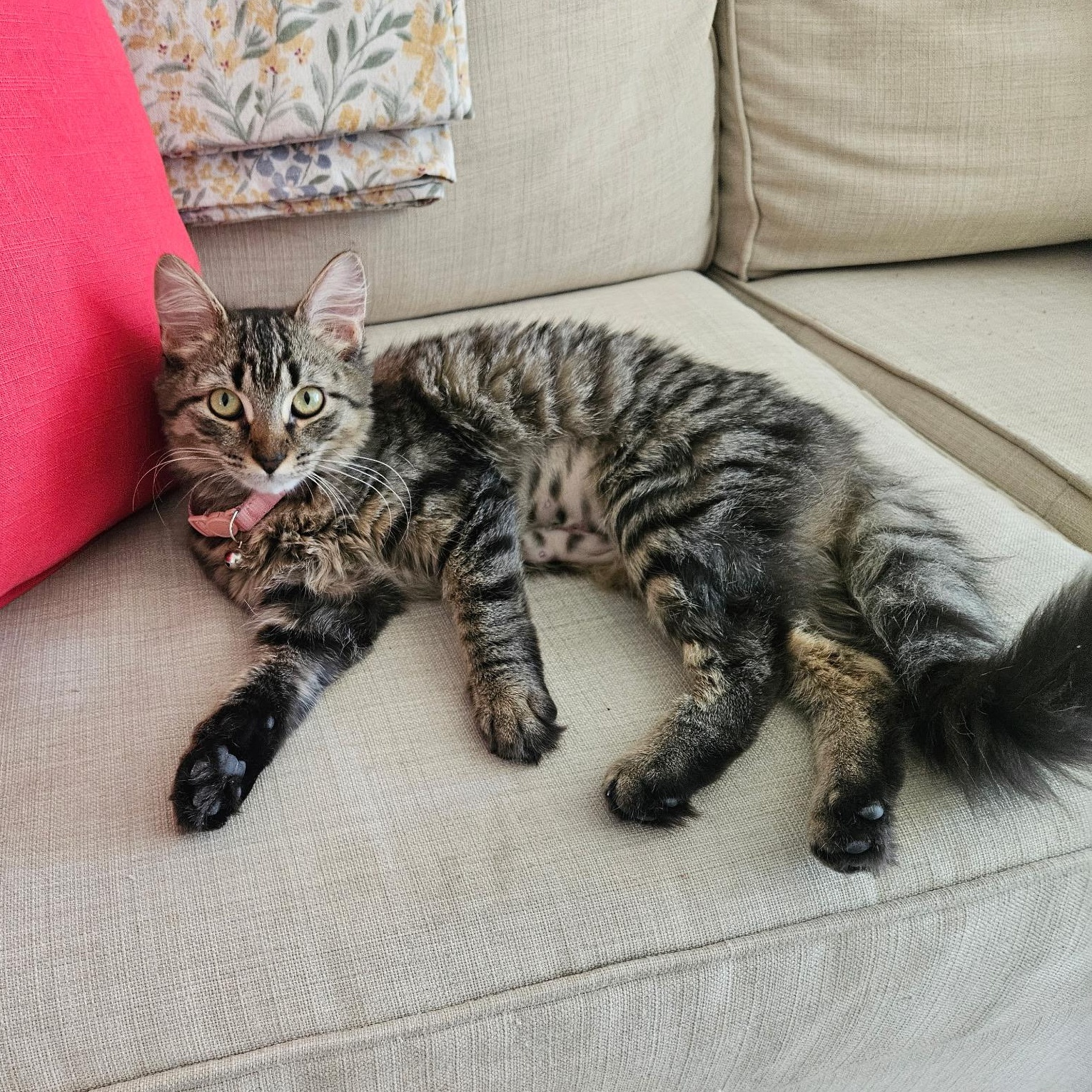 Enlarge Lala, a ADOPTABLE American Shorthair in Fort Myers, FL image 1/5