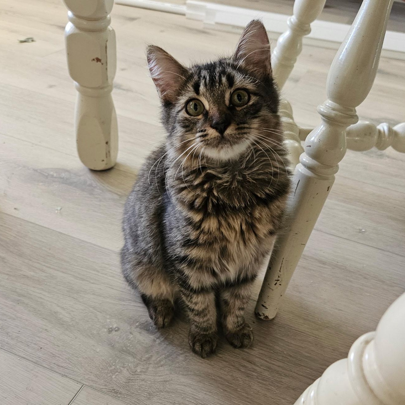 Enlarge Lala, a ADOPTABLE American Shorthair in Fort Myers, FL image 3/3