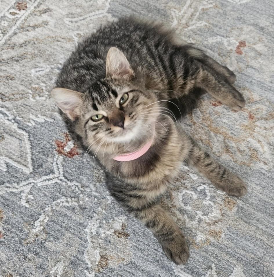 Lala, a ADOPTABLE American Shorthair in Fort Myers, FL image 1/4