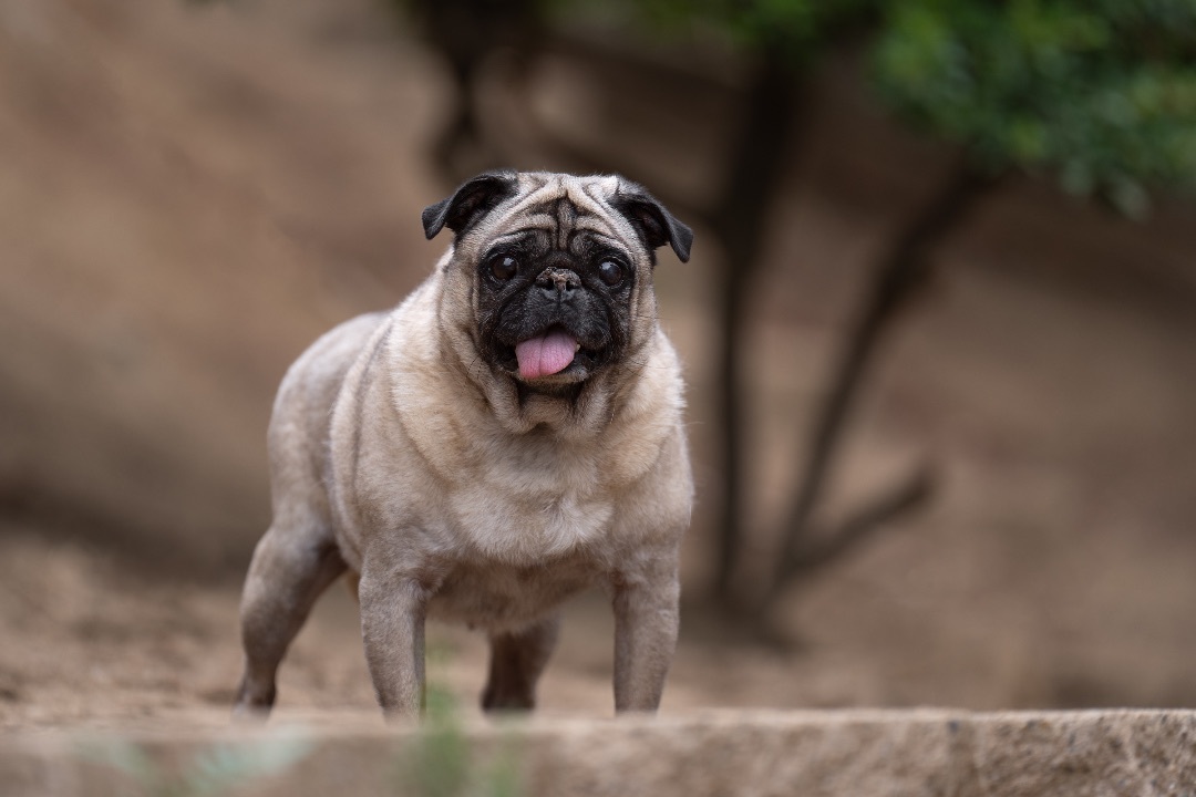 Enlarge Nala, a Adoptable Pug in Ramona, CA image 1/6