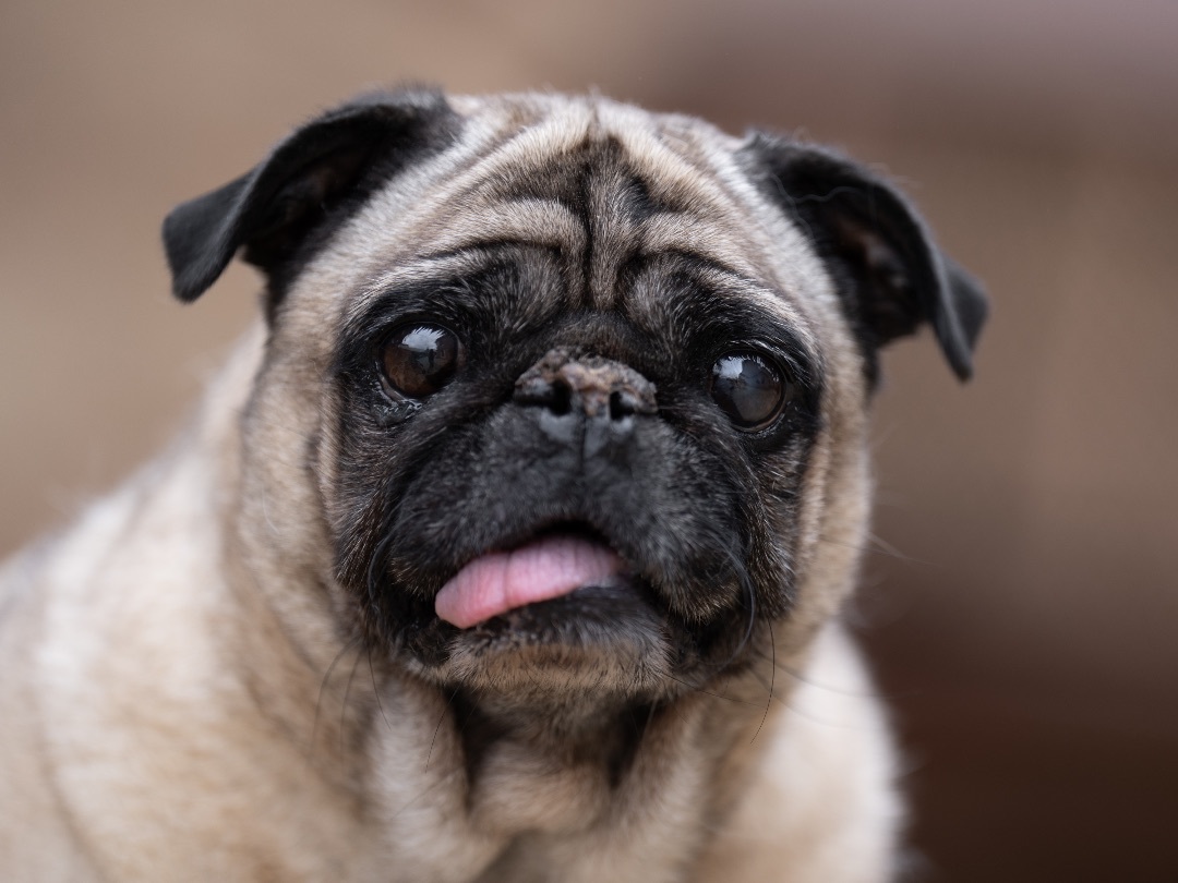 Enlarge Nala, a Adoptable Pug in Ramona, CA image 4/6