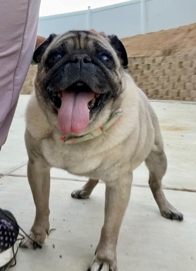 Enlarge Nala, a Adoptable Pug in Ramona, CA image 5/6