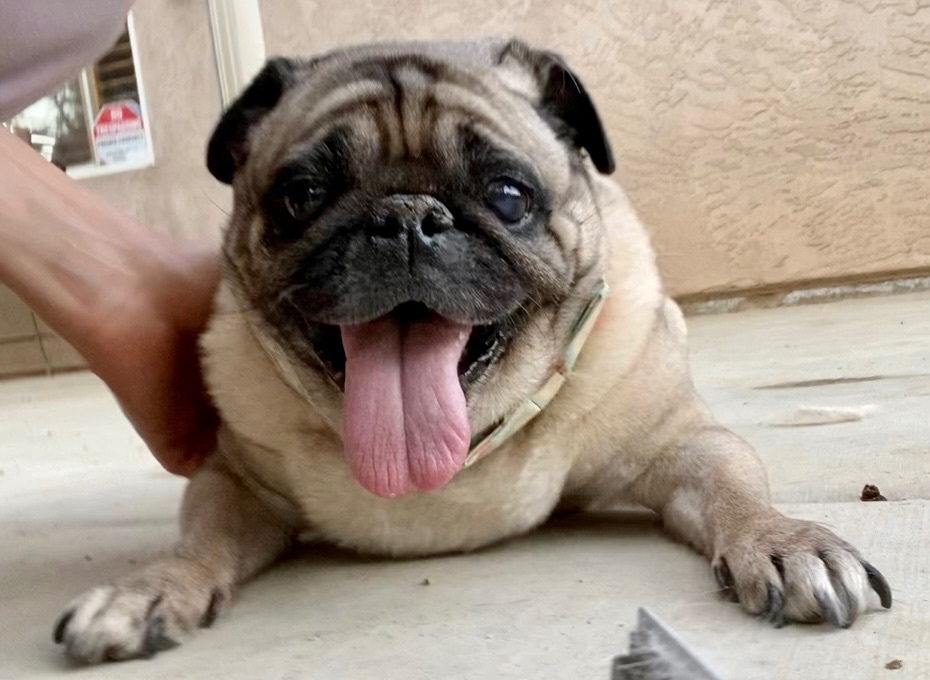 Enlarge Nala, a Adoptable Pug in Ramona, CA image 6/6