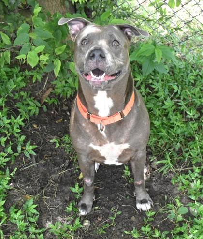Megan, Adoptable, Adult Female American Staffordshire Terrier & Pit Bull Terrier.