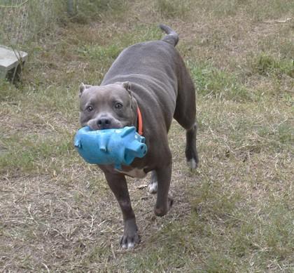 Enlarge Megan, a Adoptable mixed breed in Inverness, FL image 3/3