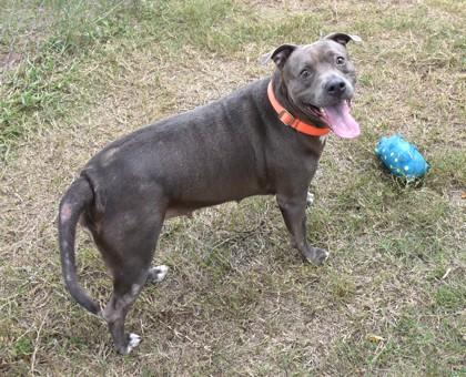 Enlarge Megan, a Adoptable mixed breed in Inverness, FL image 2/3