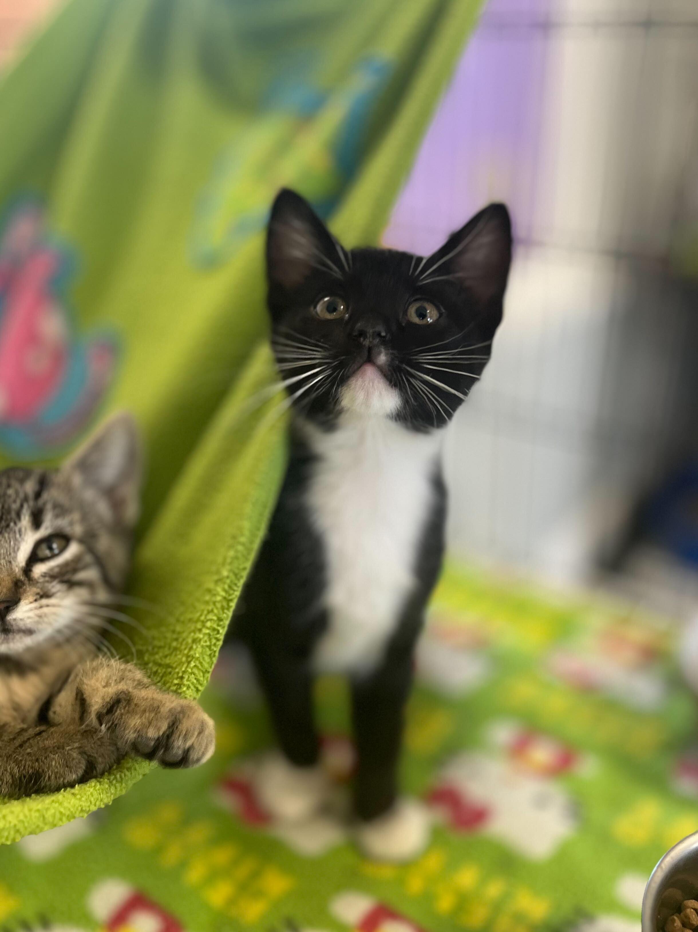Berry, Young Female Domestic Short Hair