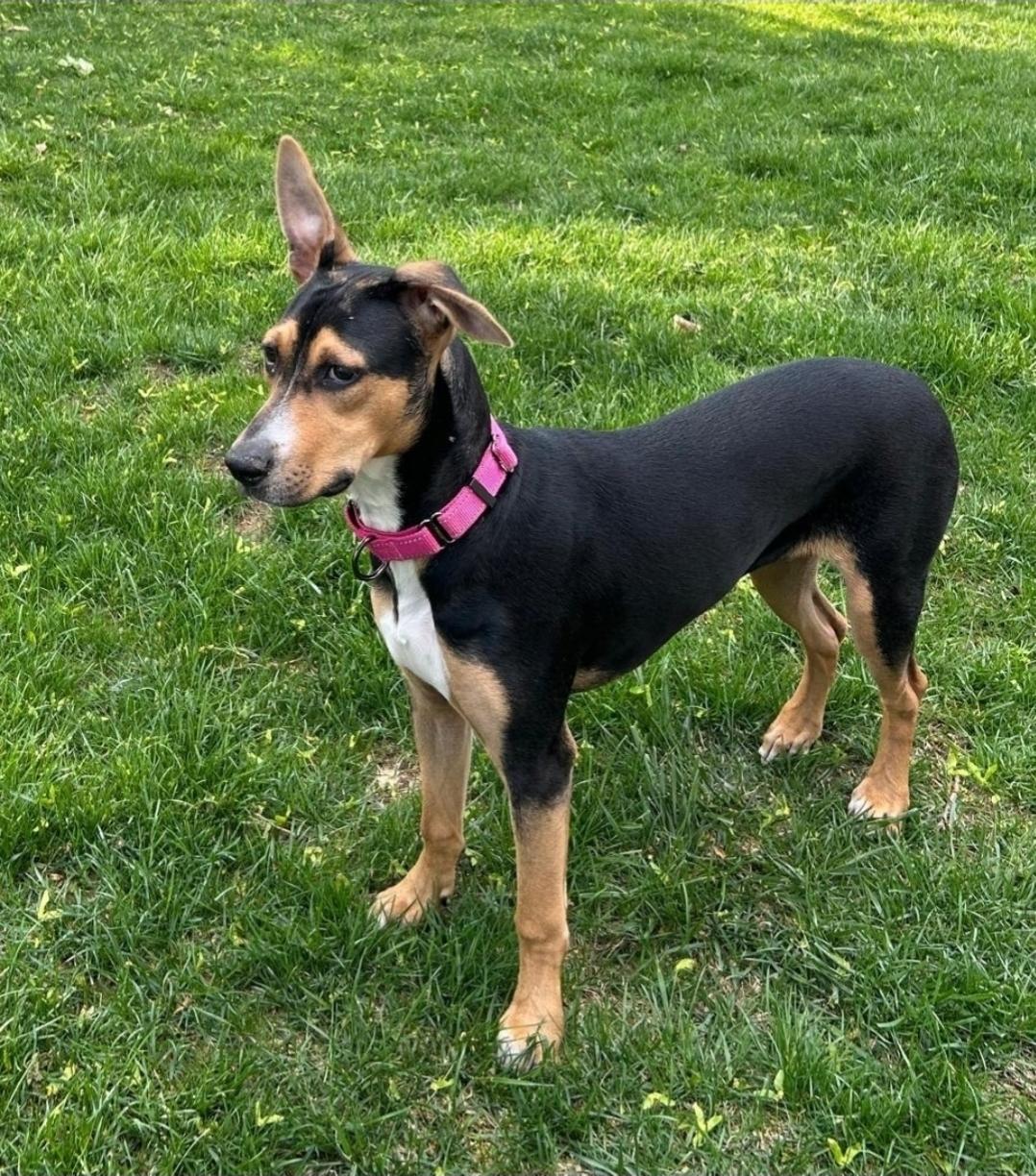 Pancake, Adoptable, Puppy Female Australian Kelpie & Mixed Breed.