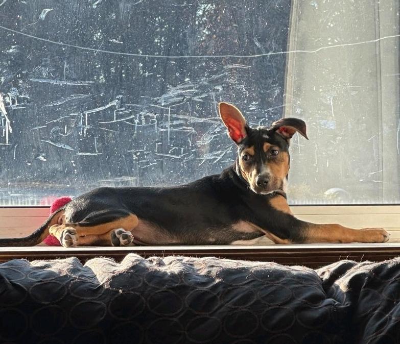 Enlarge Pancake, a Adoptable mixed breed in Paramus, NJ image 5/6