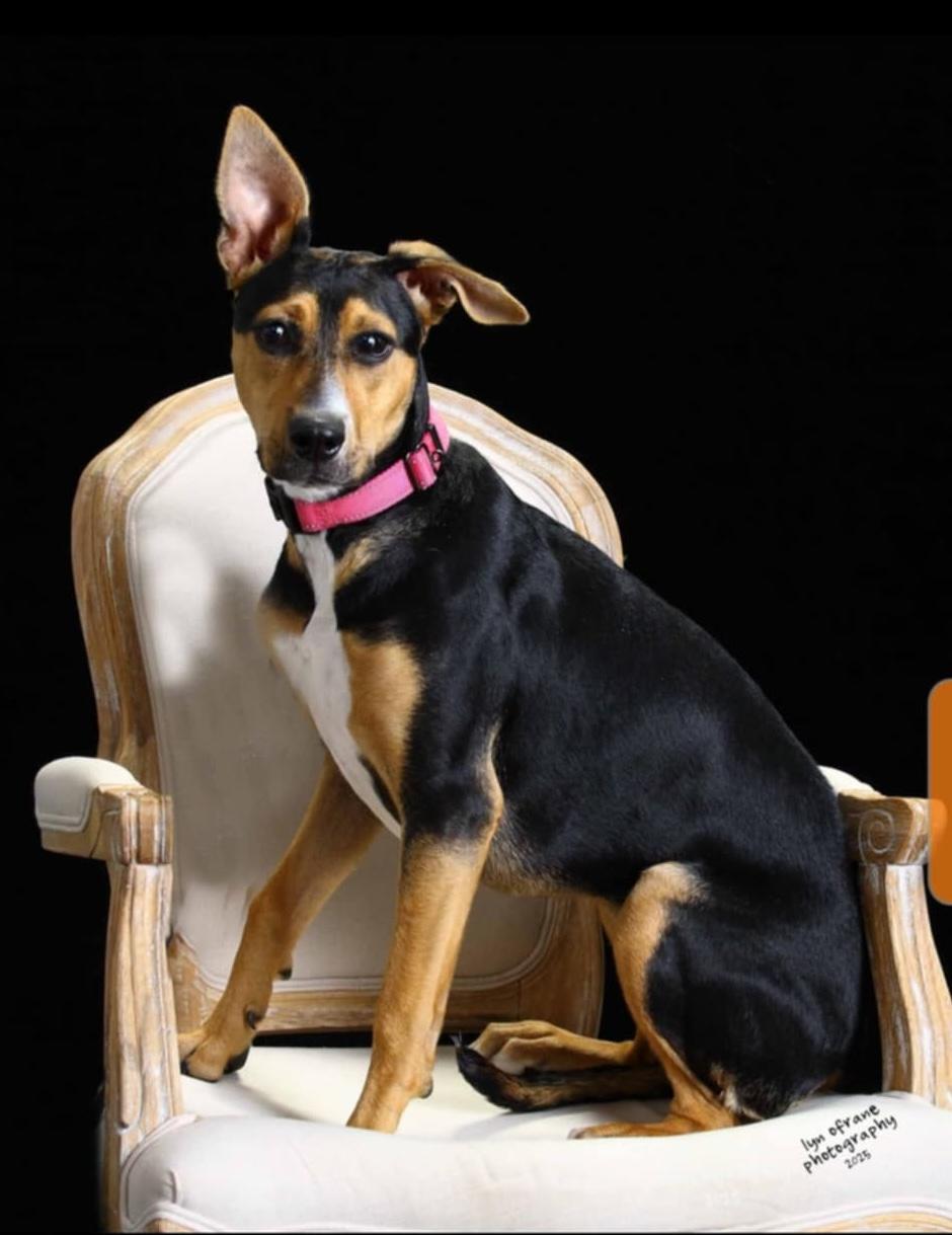 Enlarge Pancake, a Adoptable mixed breed in Paramus, NJ image 3/6