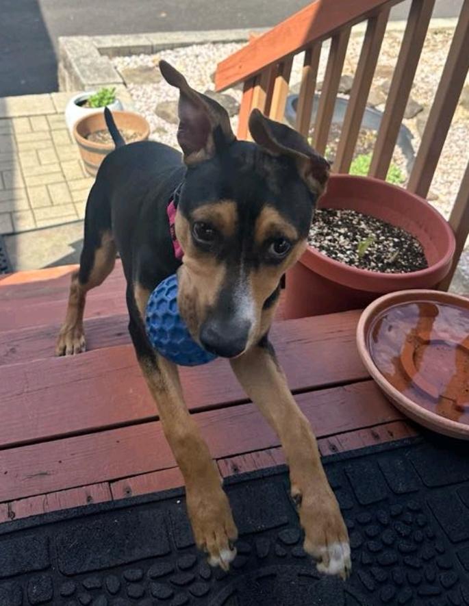 Enlarge Pancake, a Adoptable mixed breed in Paramus, NJ image 4/6