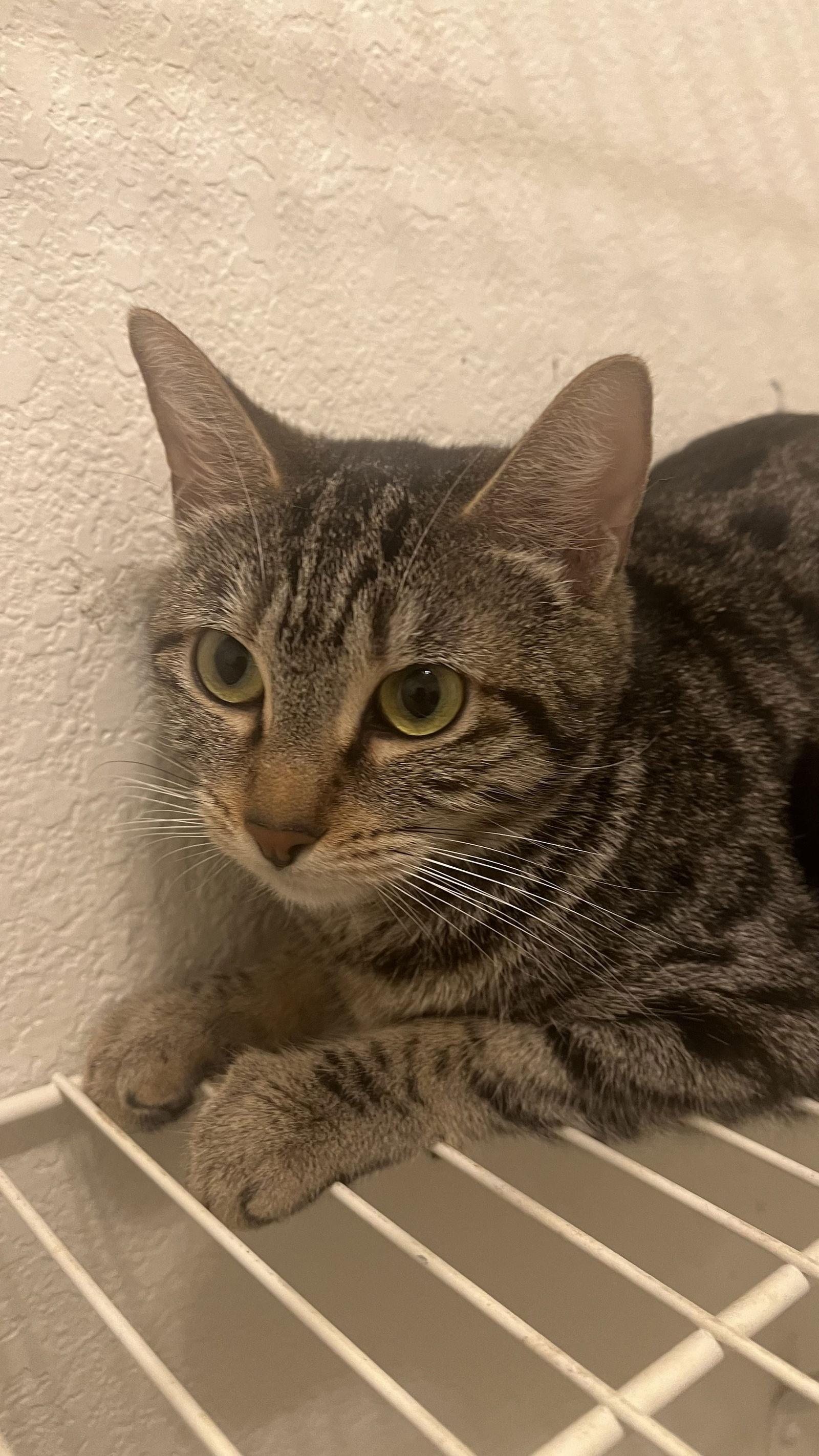 Margot, Adoptable, Young Female Tabby & Domestic Short Hair.