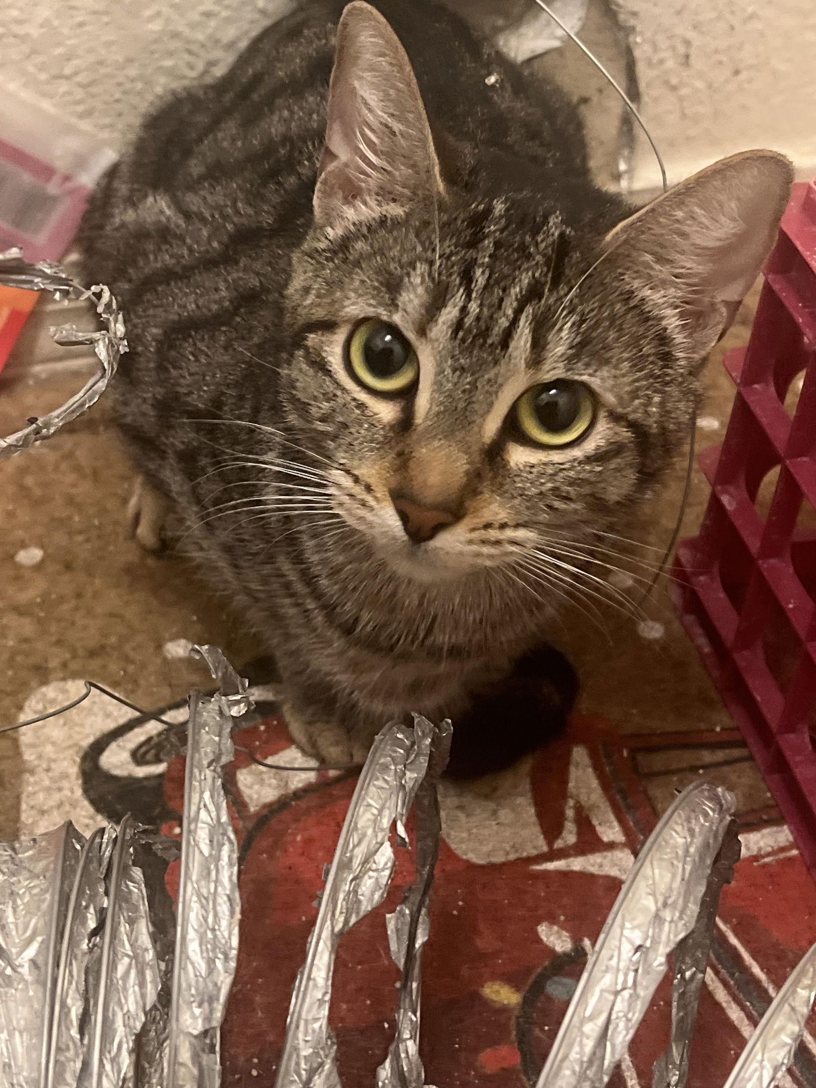 Margot, a Adoptable mixed breed in Phoenix, AZ image 3/3