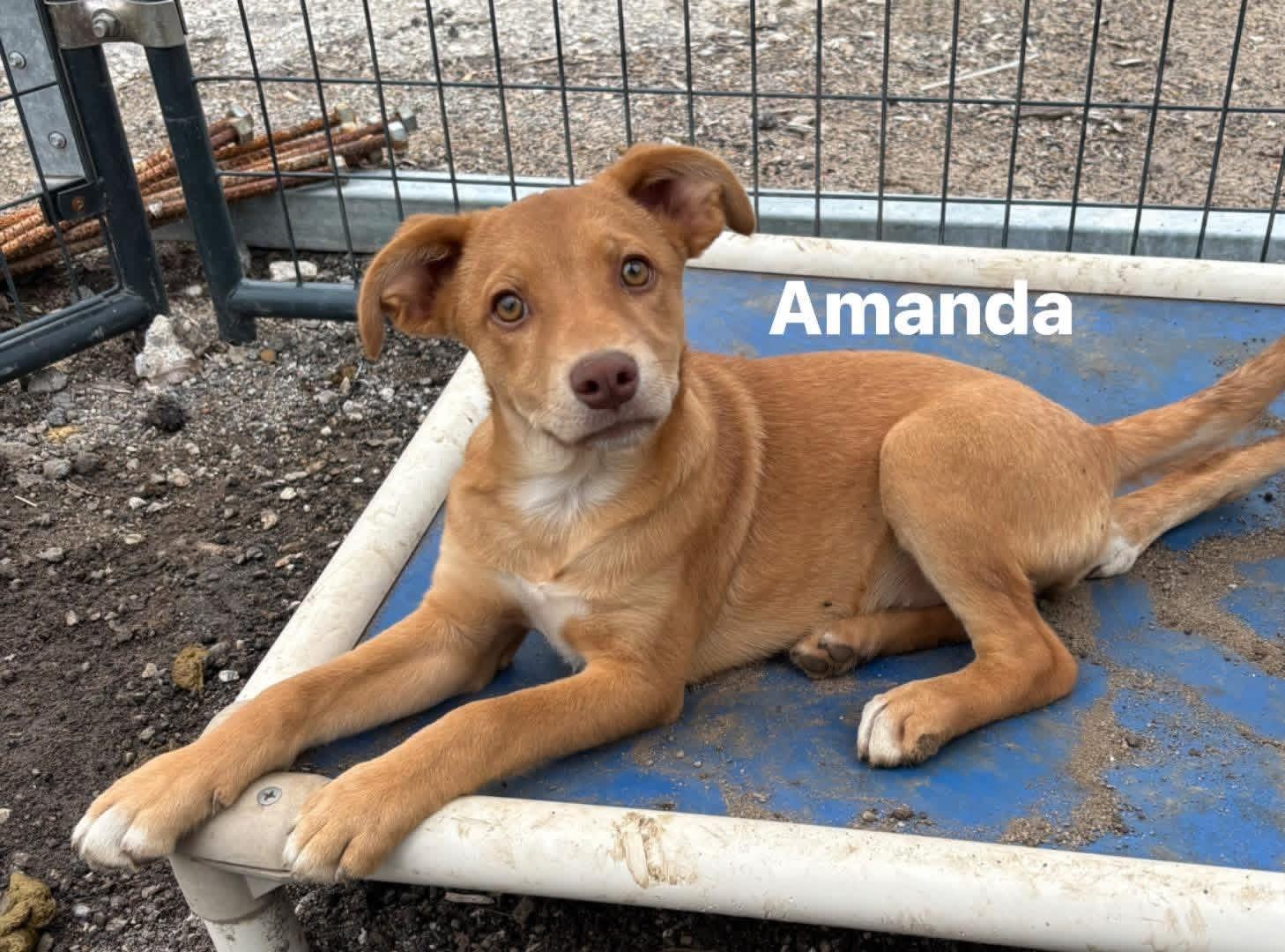 AMANDA, adopted, Young Female Mixed Breed.