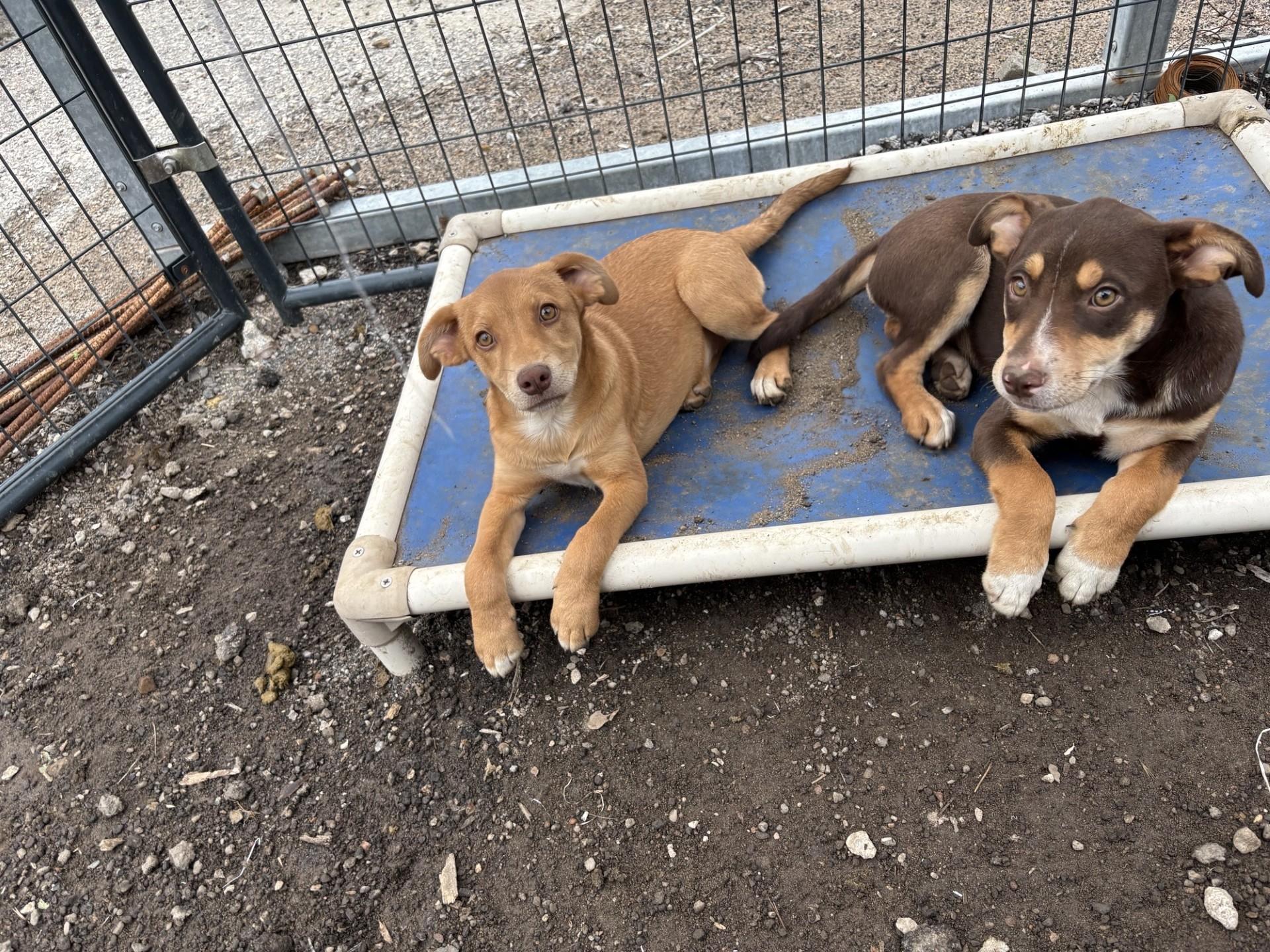 Enlarge AMANDA, an adopted mixed breed in Glenpool, OK image 2/2