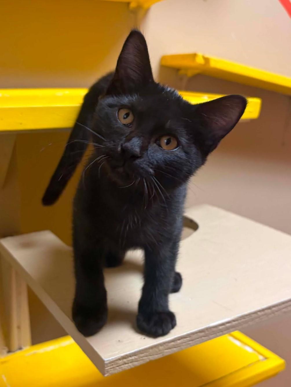 Dumb, adopted, Kitten Male Domestic Short Hair.